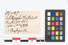 Etikett zu Bernsteinperle (NHMW-PRAE-026427)